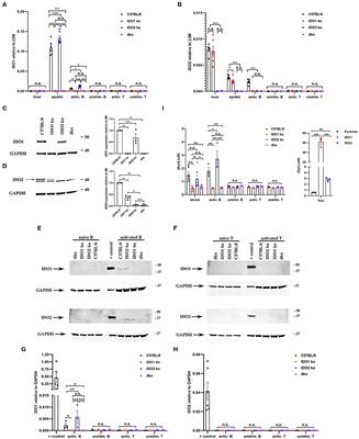 Differential Roles of IDO1 and IDO2 in T and B Cell Inflammatory Immune Responses